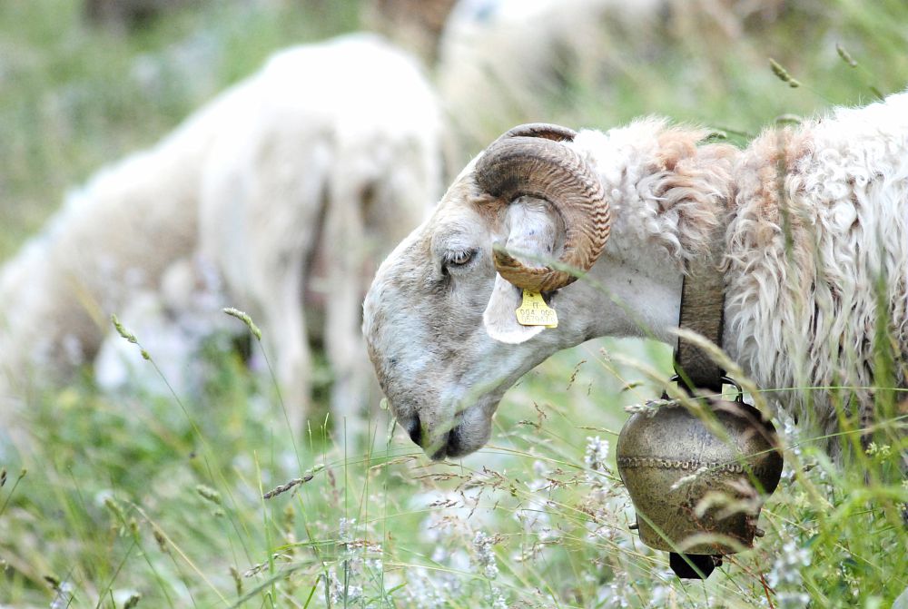 La biodiversità è vita 4 SF0253445